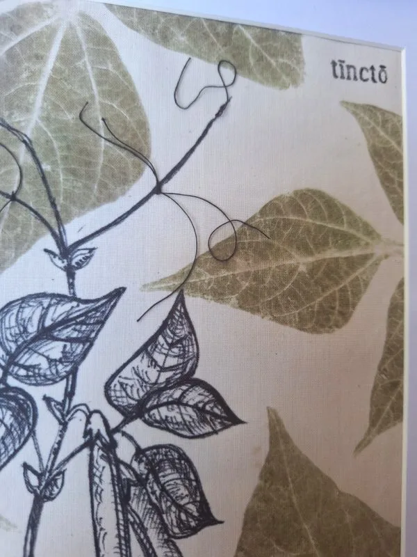 20250822_100020 Haricot